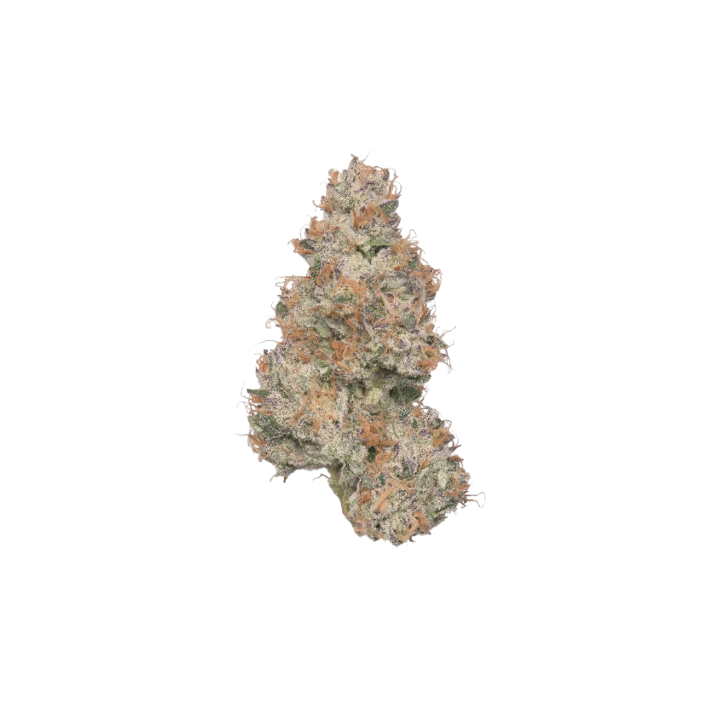Gasanova
